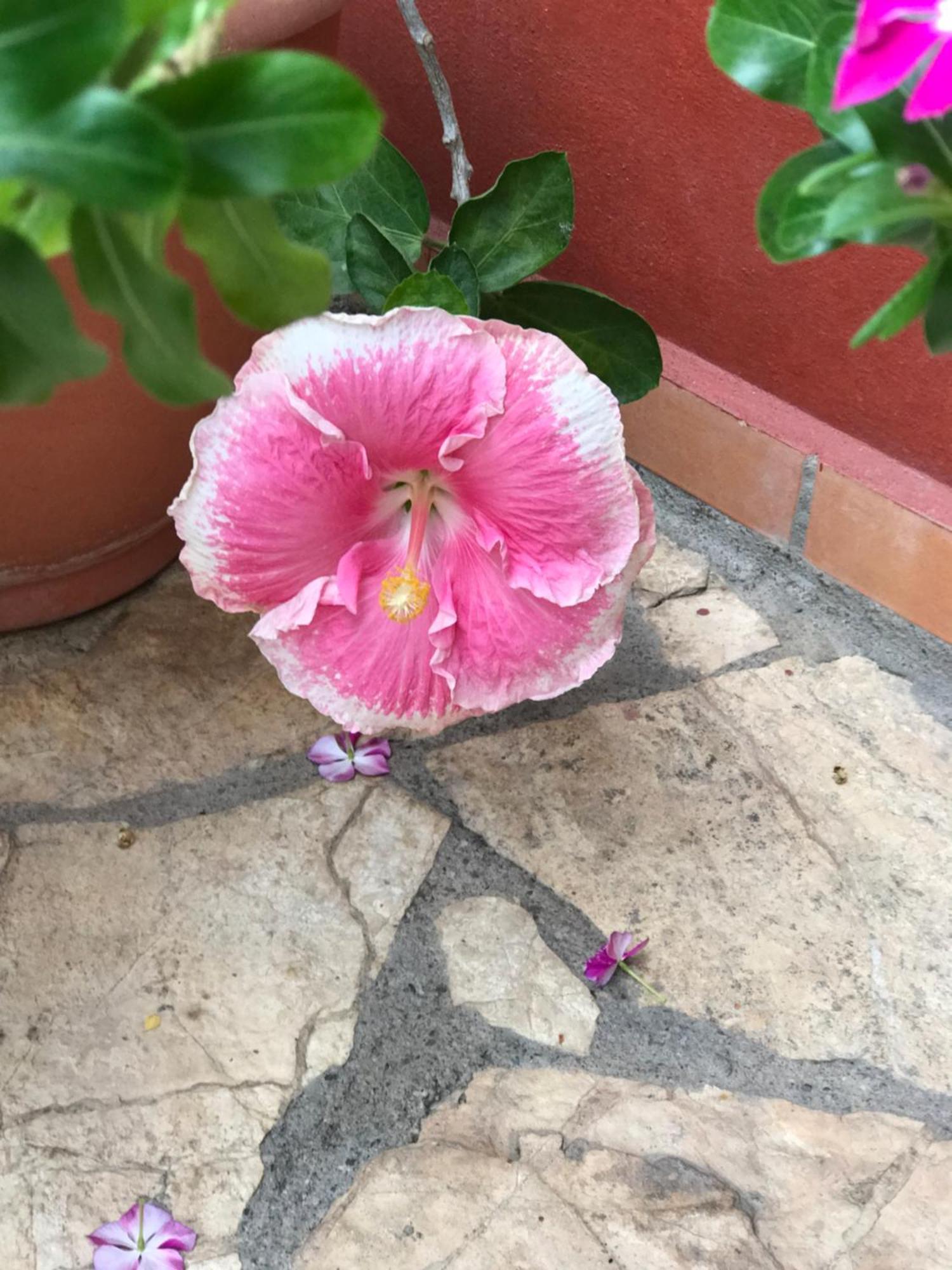 Hotel Buena Vista Copán Eksteriør bilde